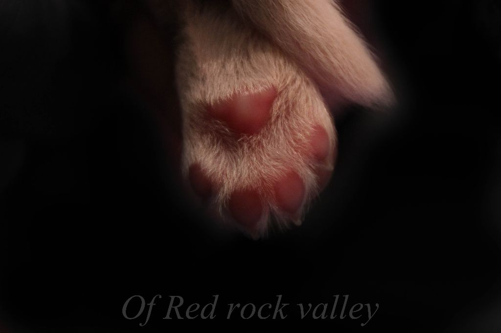Of Red Rock Valley - Chiots à réserver 