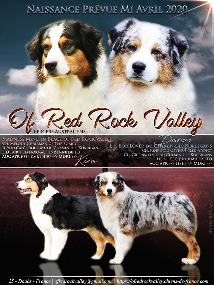 Of Red Rock Valley - Berger Australien - Portée née le 19/04/2020
